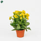 Yellow Kalanchoe Indoor Plant in Ceramic Pot 