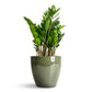 Zz (Zamioculcas zamiifolia)