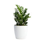 Zamioculcas zamiifolia - ZZ Plant
