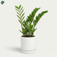 Zamioculcas Zamiifolia indoor plant Dubai