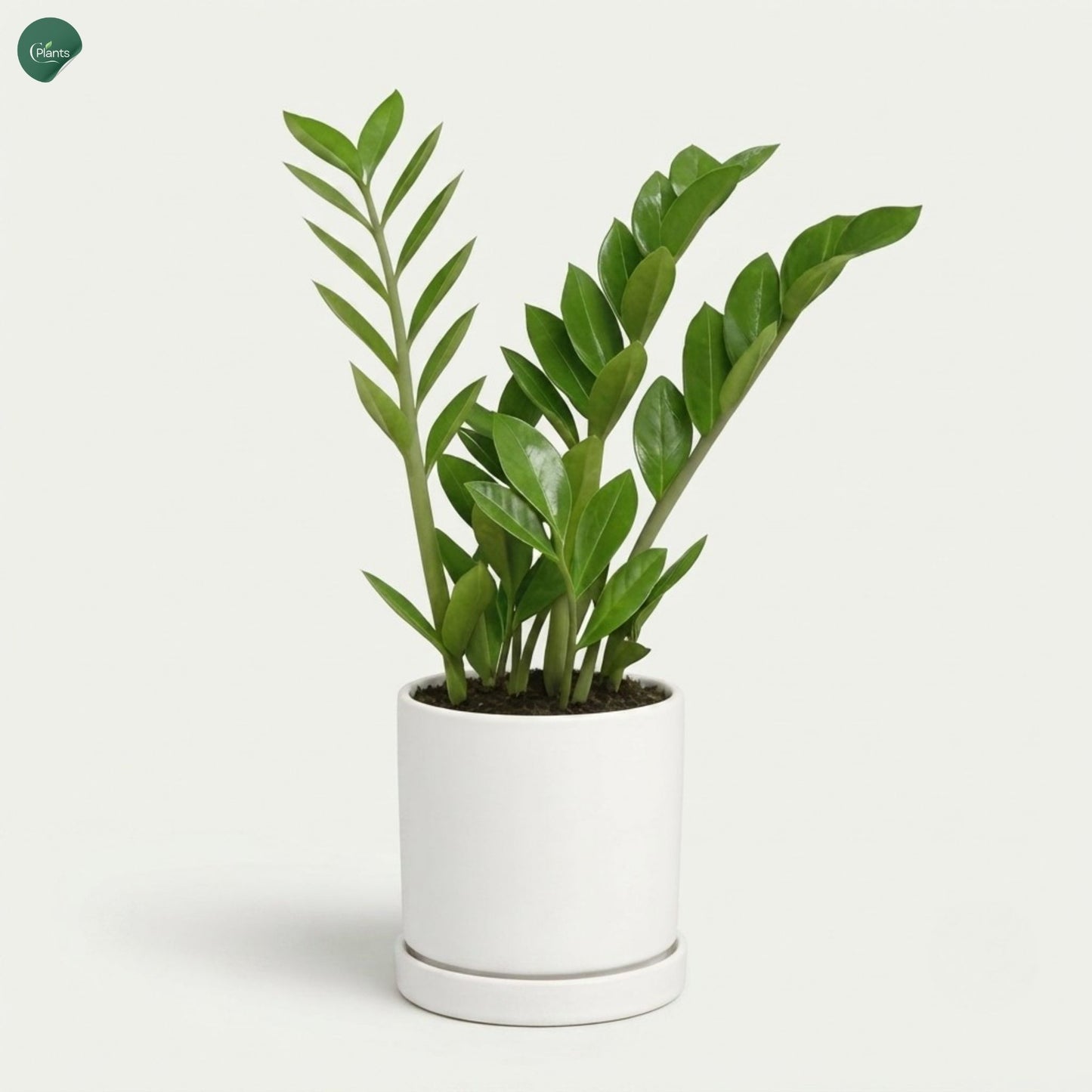 Zamioculcas Zamiifolia indoor plant Dubai