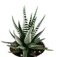 Haworthiopsis Fasciata - Zebra Plant