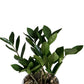 Zamioculcas zamiifolia - ZZ Plant