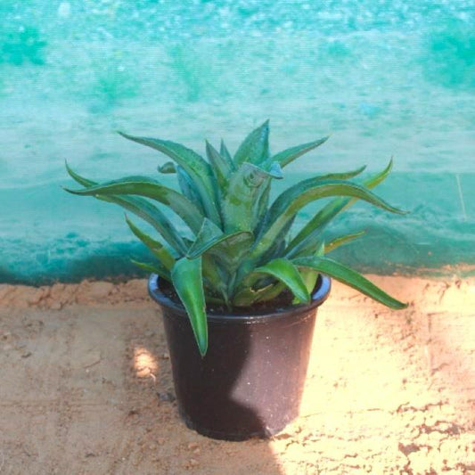 Agave Attenuata