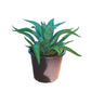 Agave Attenuata