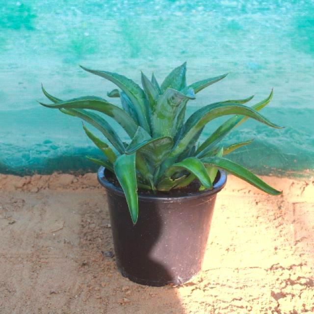 Agave Attenuata