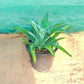 Agave Attenuata