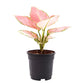 Aglaonema