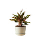 Aglaonema