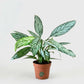 Aglaonema Silver Queen 30-40cm Indoor Plant in Dubai UAE