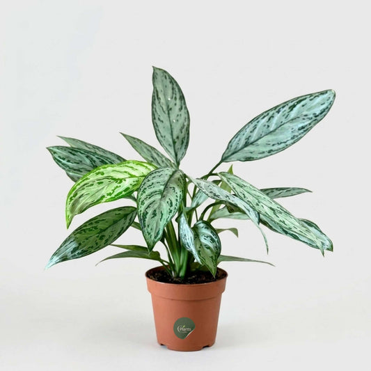 Aglaonema Silver Queen 30-40cm Indoor Plant in Dubai UAE
