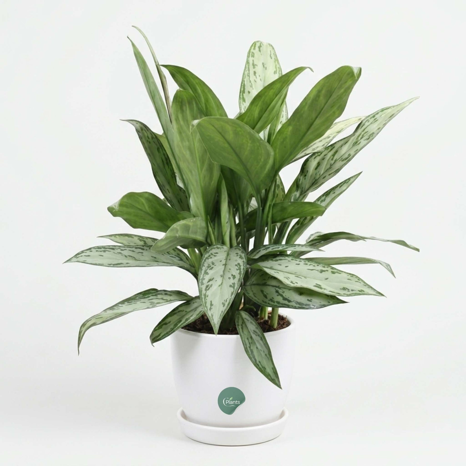 Aglaonema Silver Queen Chinese Evergreen for home decoration 