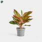 Healthy Aglaonema houseplant for homes in Dubai 