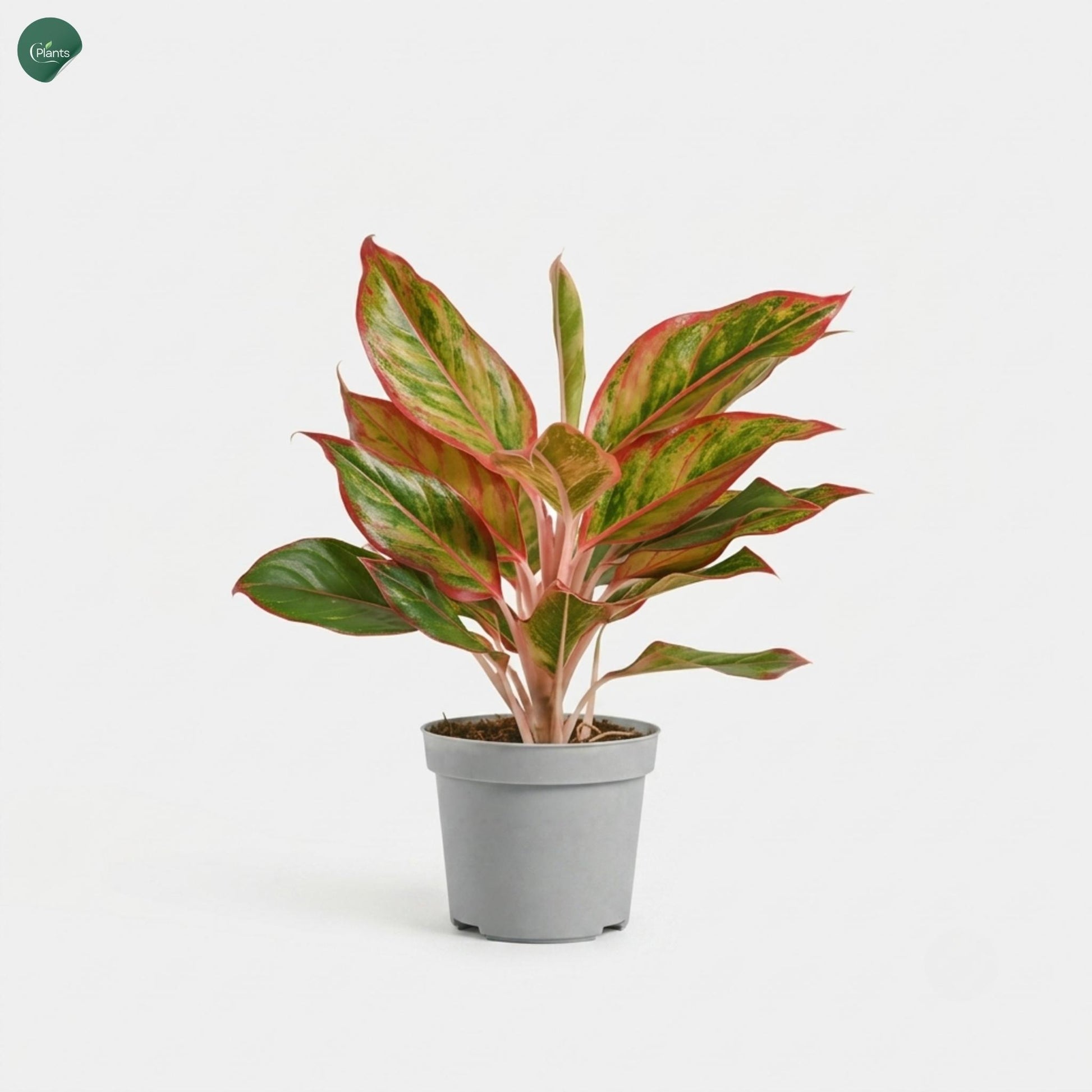 Healthy Aglaonema houseplant for homes in Dubai 