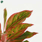 Low-maintenance Aglaonema indoor plant for office 