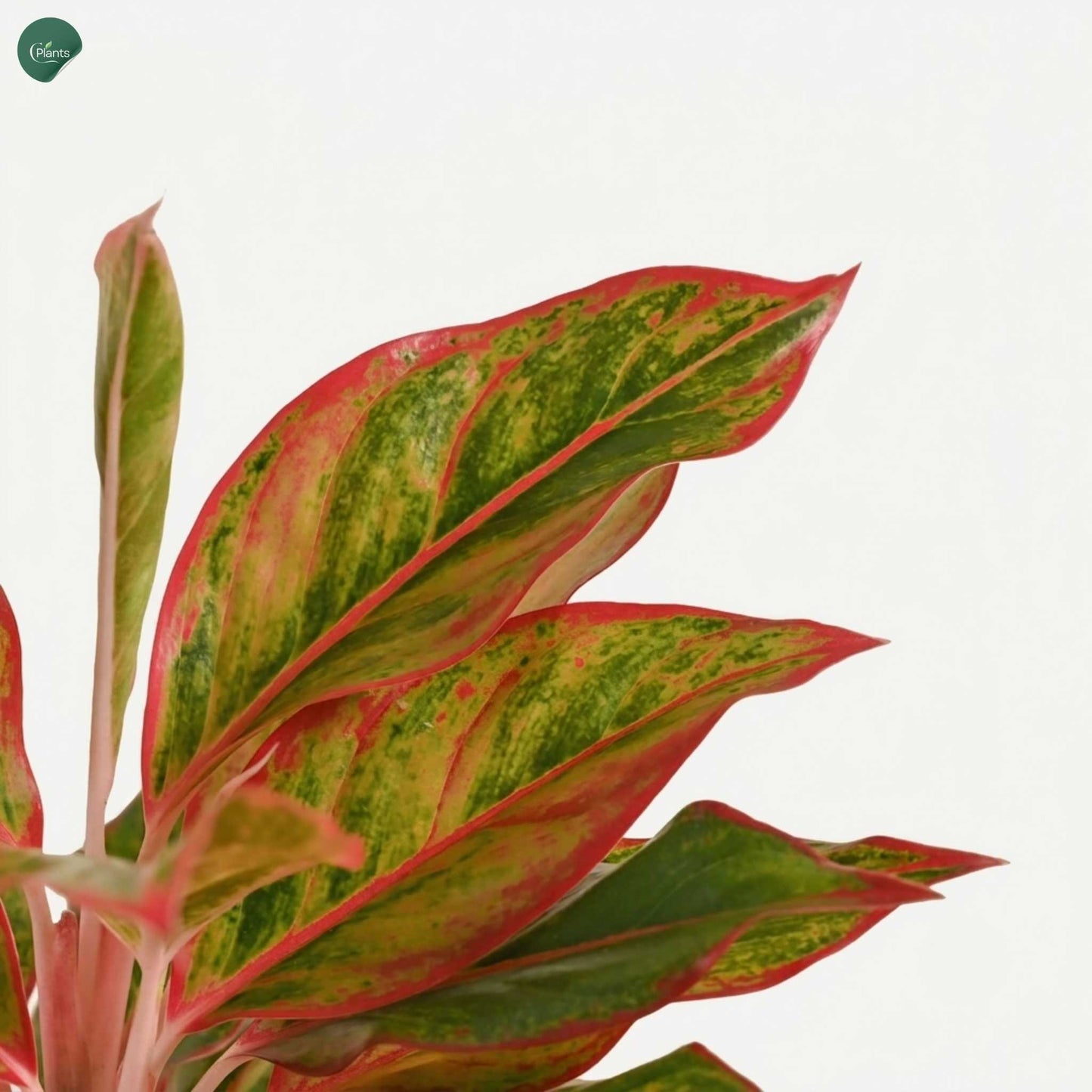 Low-maintenance Aglaonema indoor plant for office 