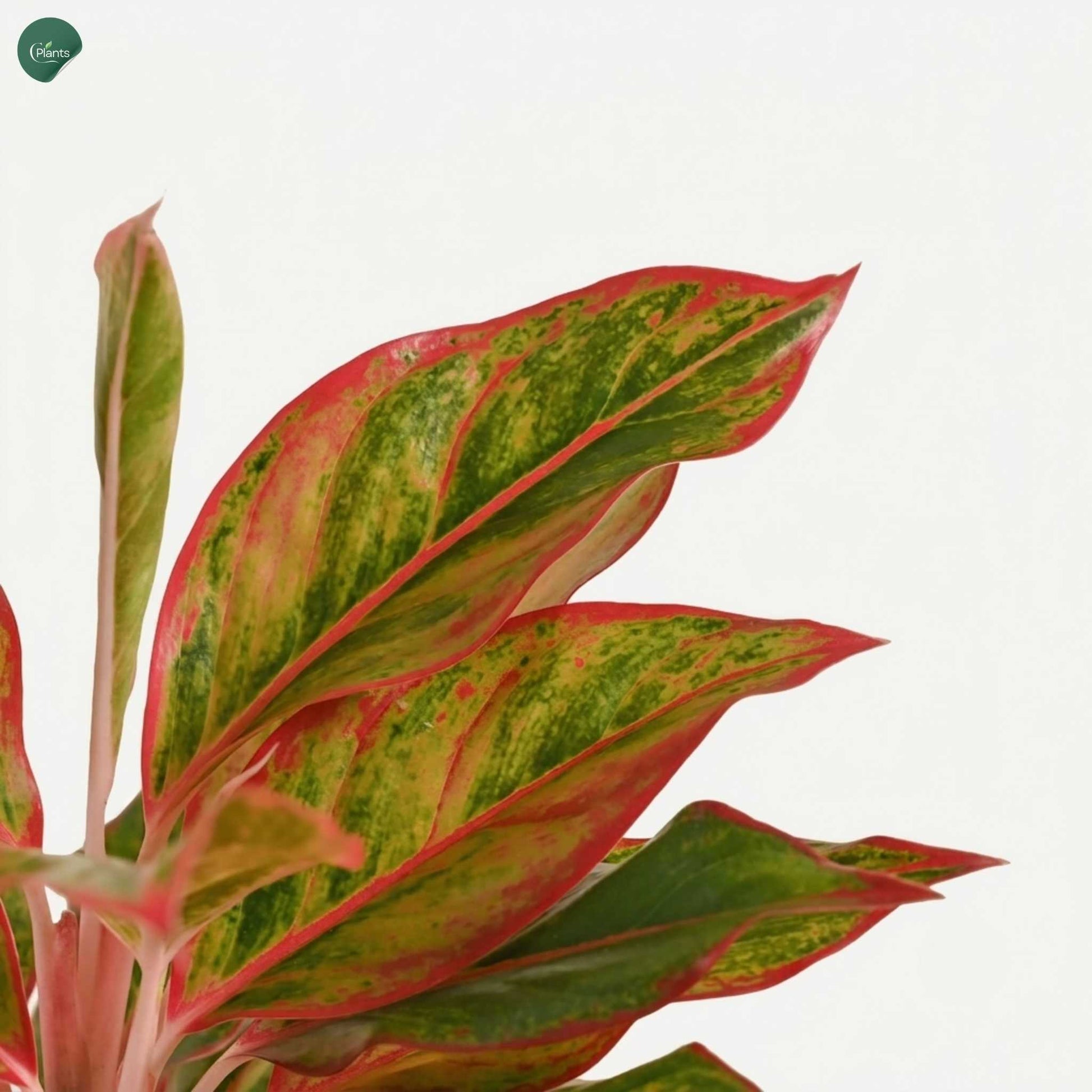 Low-maintenance Aglaonema indoor plant for office 