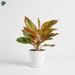 Buy Aglaonema indoor plant online UAE 