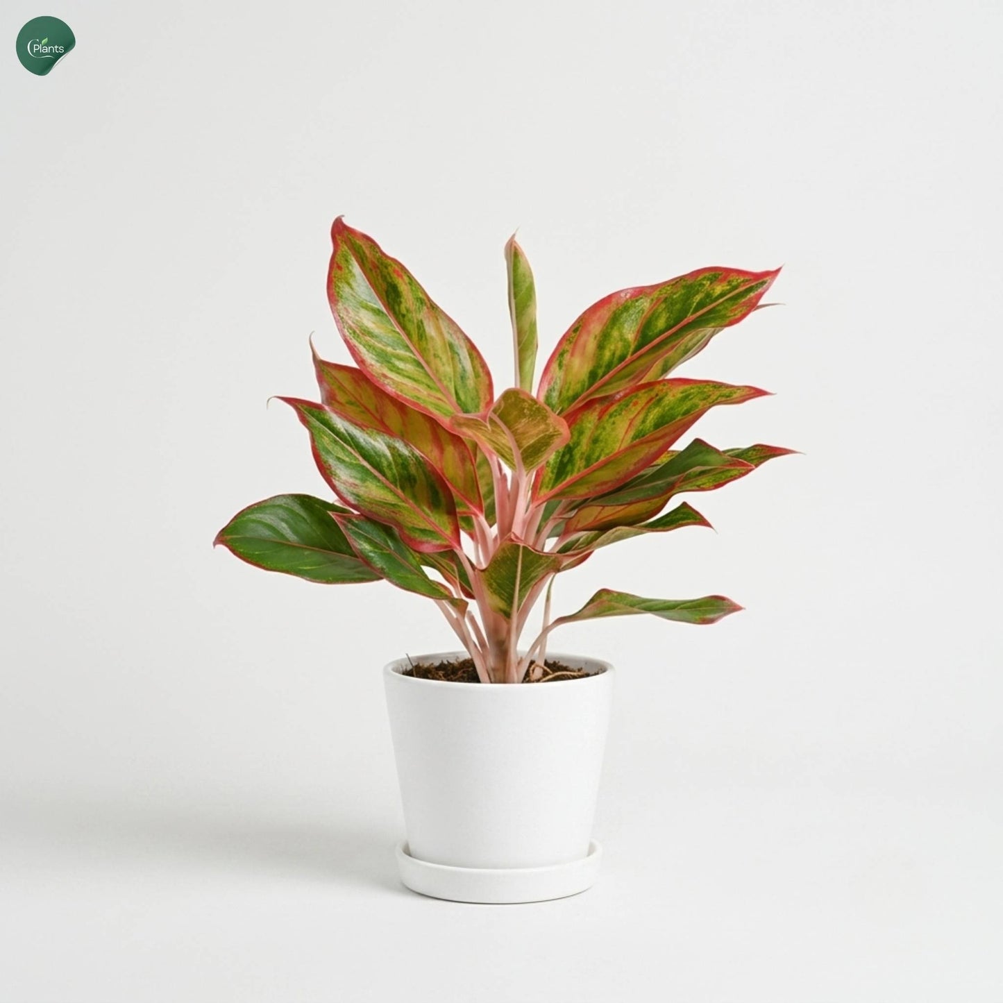 Buy Aglaonema indoor plant online UAE 