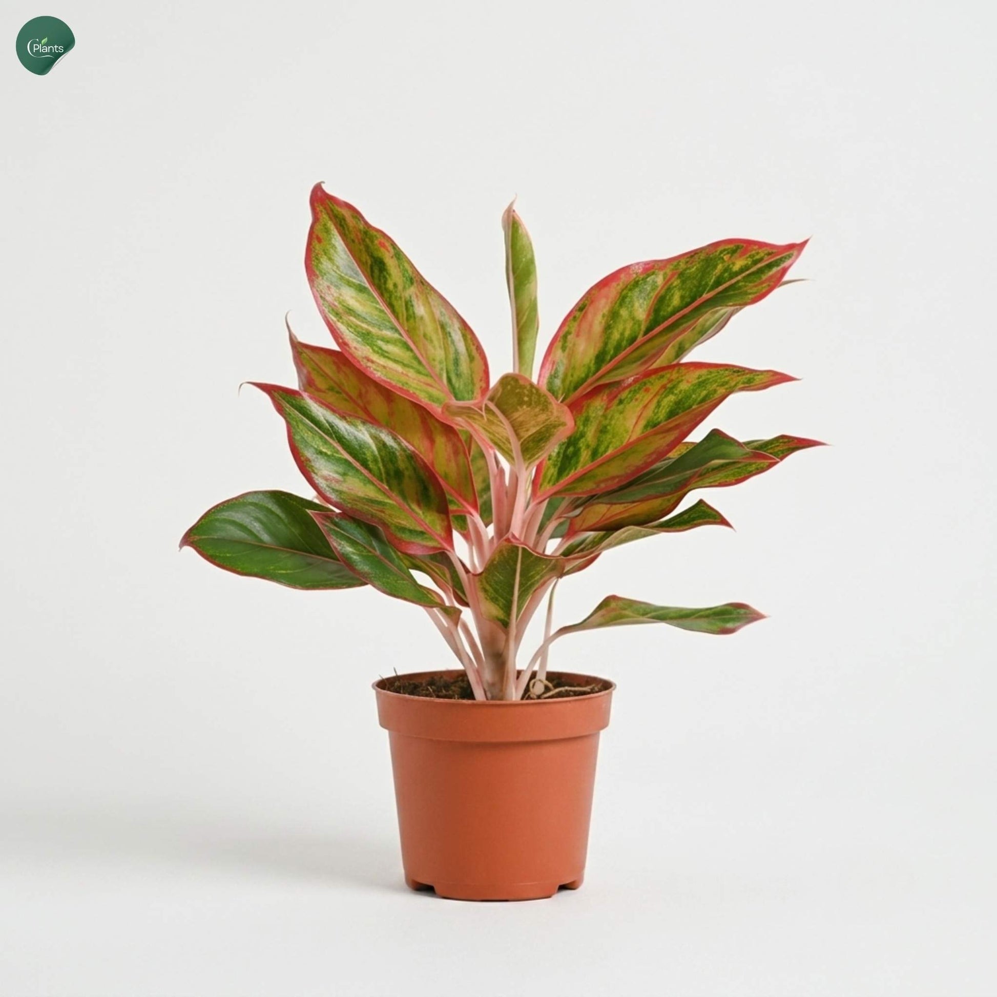 Aglaonema indoor plant in nursery pot UAE 