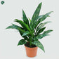 Aglaonema Maria Indoor Plant in Nursery Pot Dubai UAE 