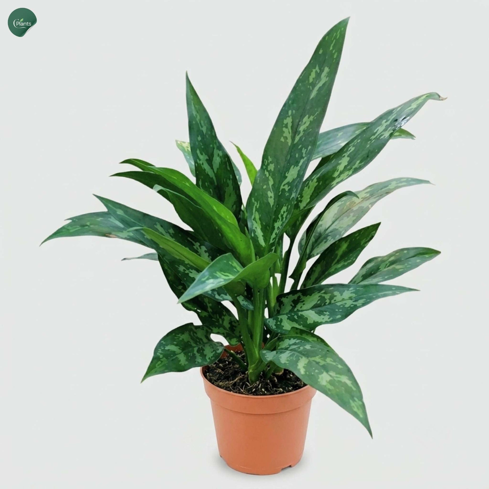 Aglaonema Maria Indoor Plant in Nursery Pot Dubai UAE 