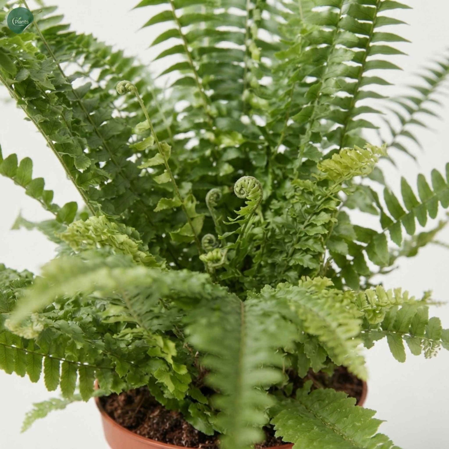 Air-purifying Boston Fern indoor plant 