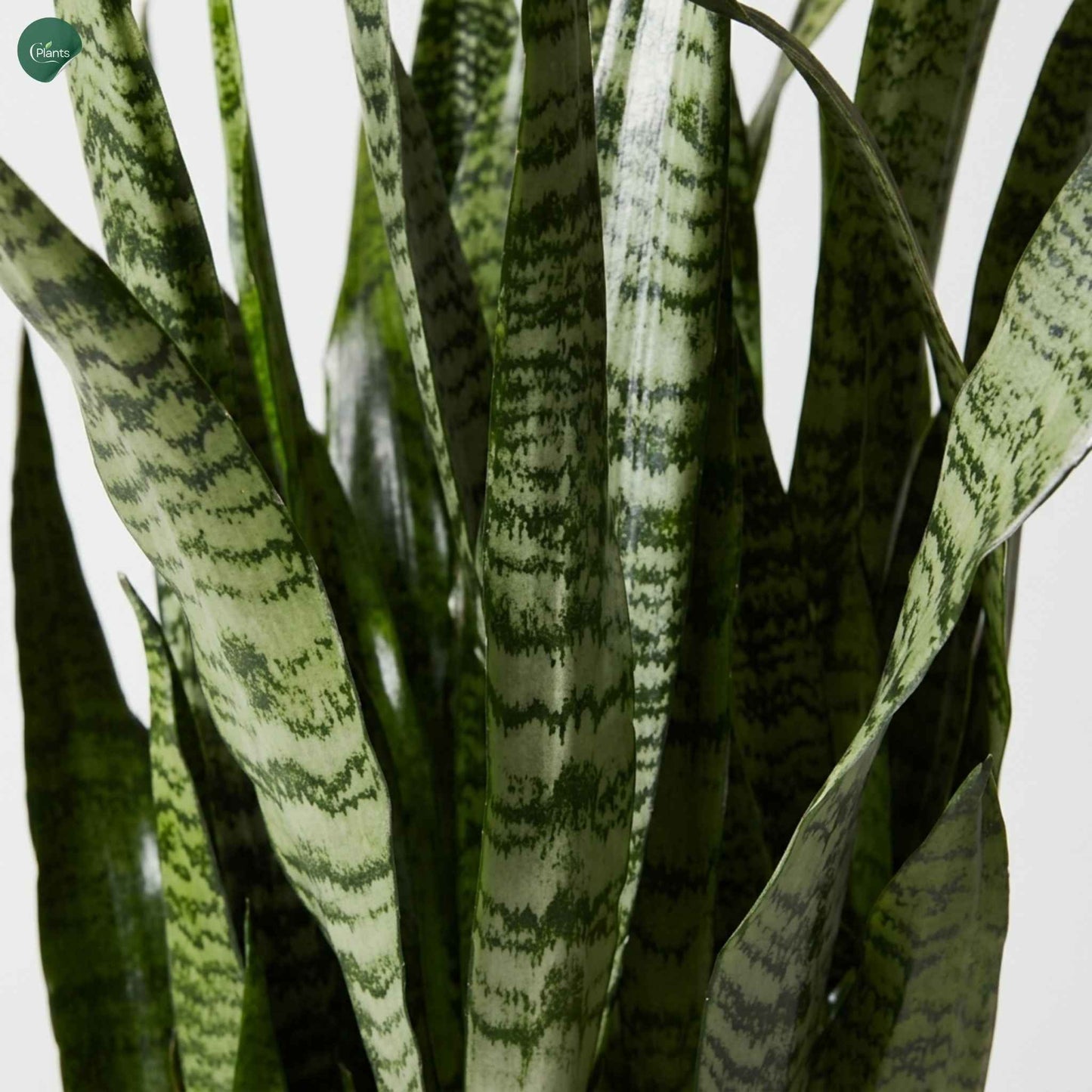 Air-purifying Sansevieria Zeylanica plant close-up 