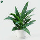 Air Purifying Aglaonema Maria Indoor Plant for Home 