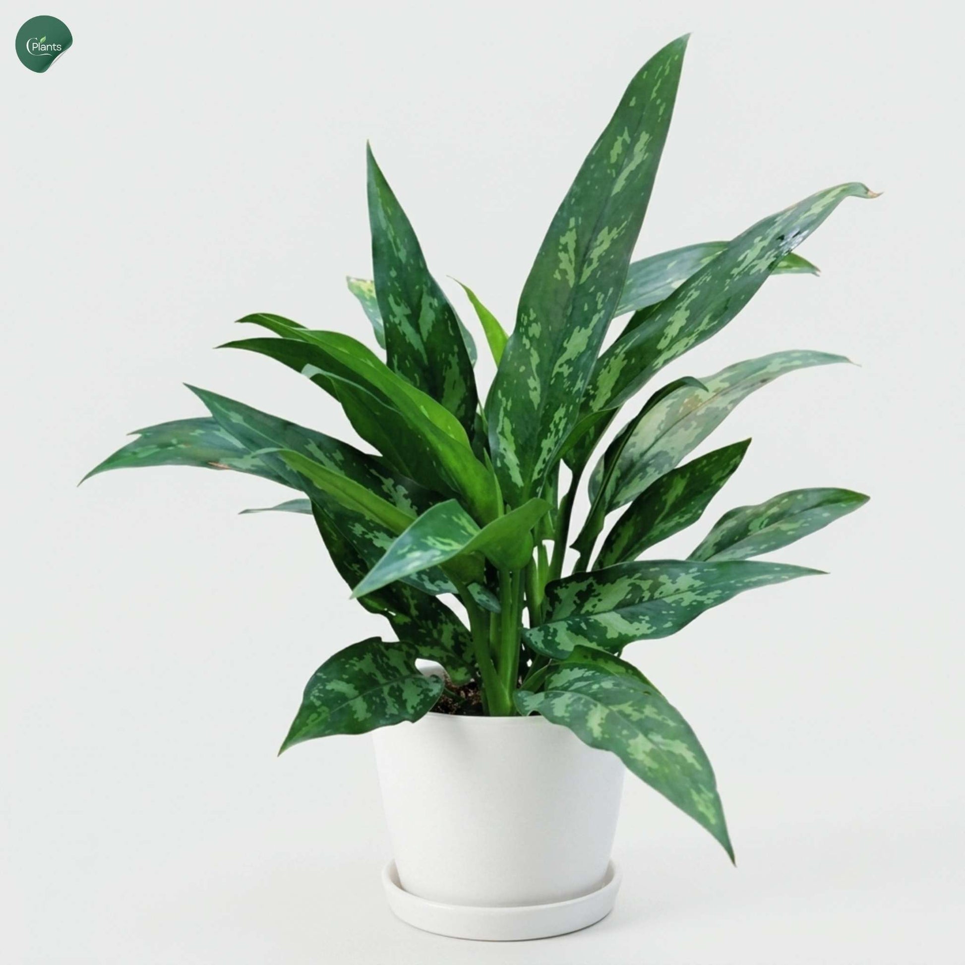 Air Purifying Aglaonema Maria Indoor Plant for Home 