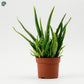 Aloe Vera 30CM Indoor Plant in Nursery Pot Dubai UAE 