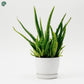 Healthy Aloe Vera Indoor Plant 30CM for Home and Office 