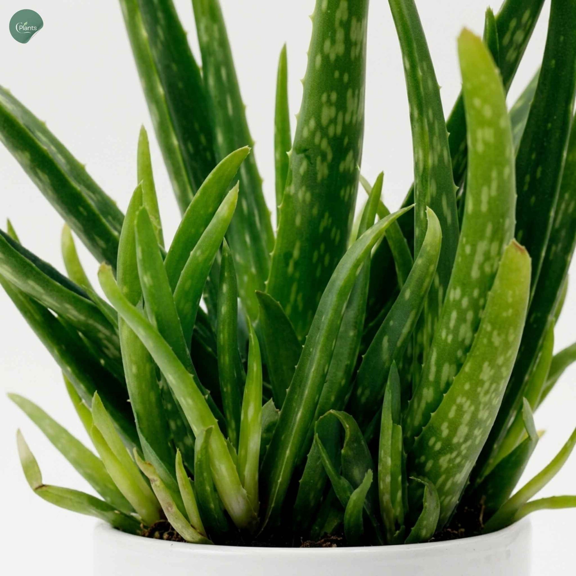 Aloe Vera Succulent Plant Dubai UAE 