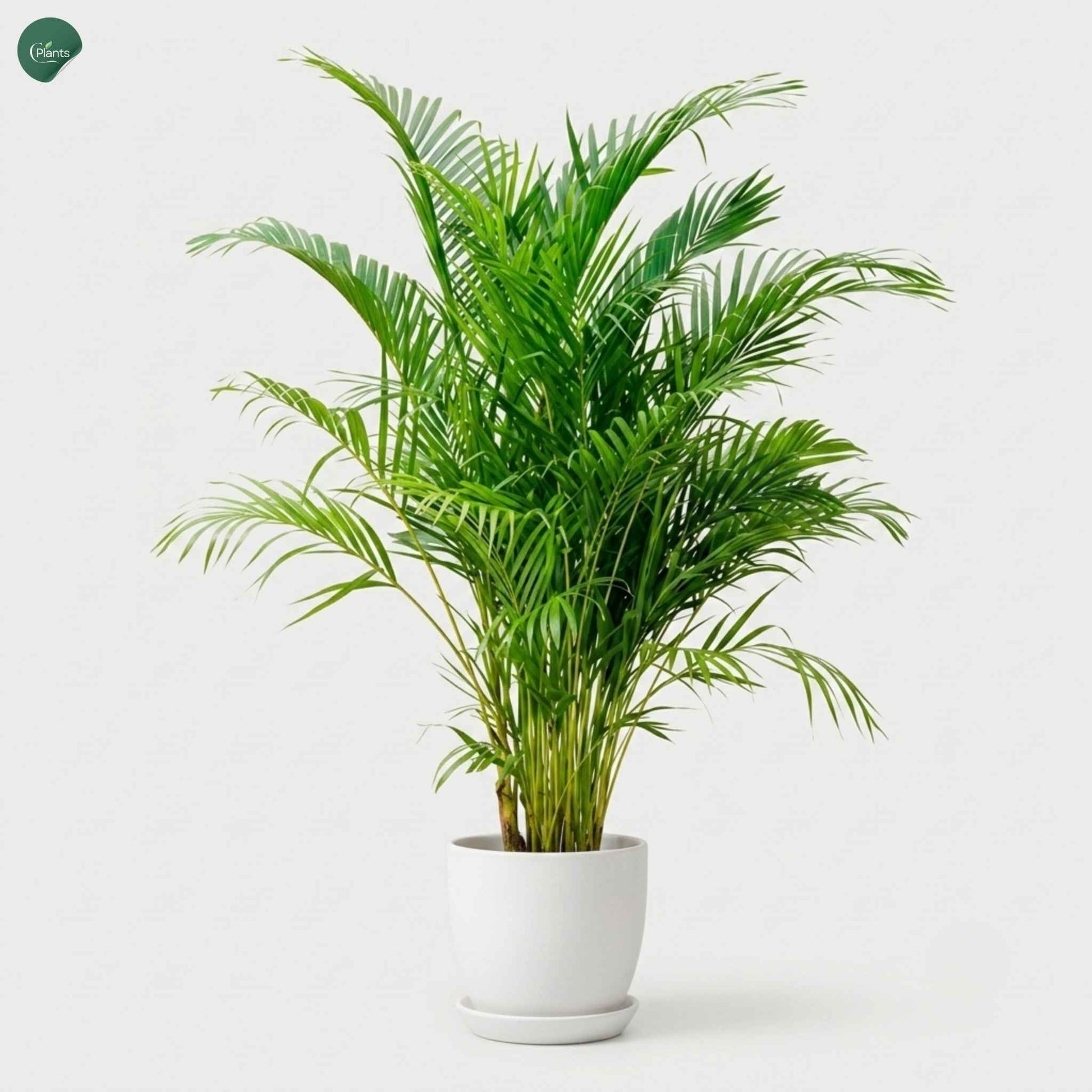 Areca Palm houseplant for modern living room Dubai UAE