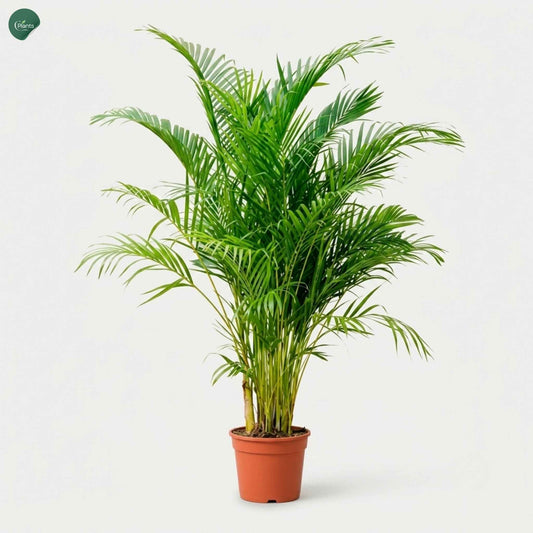 Areca Palm Indoor Plant Dubai UAE for Home and Office
