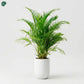 Areca Palm office indoor plant decoration Dubai