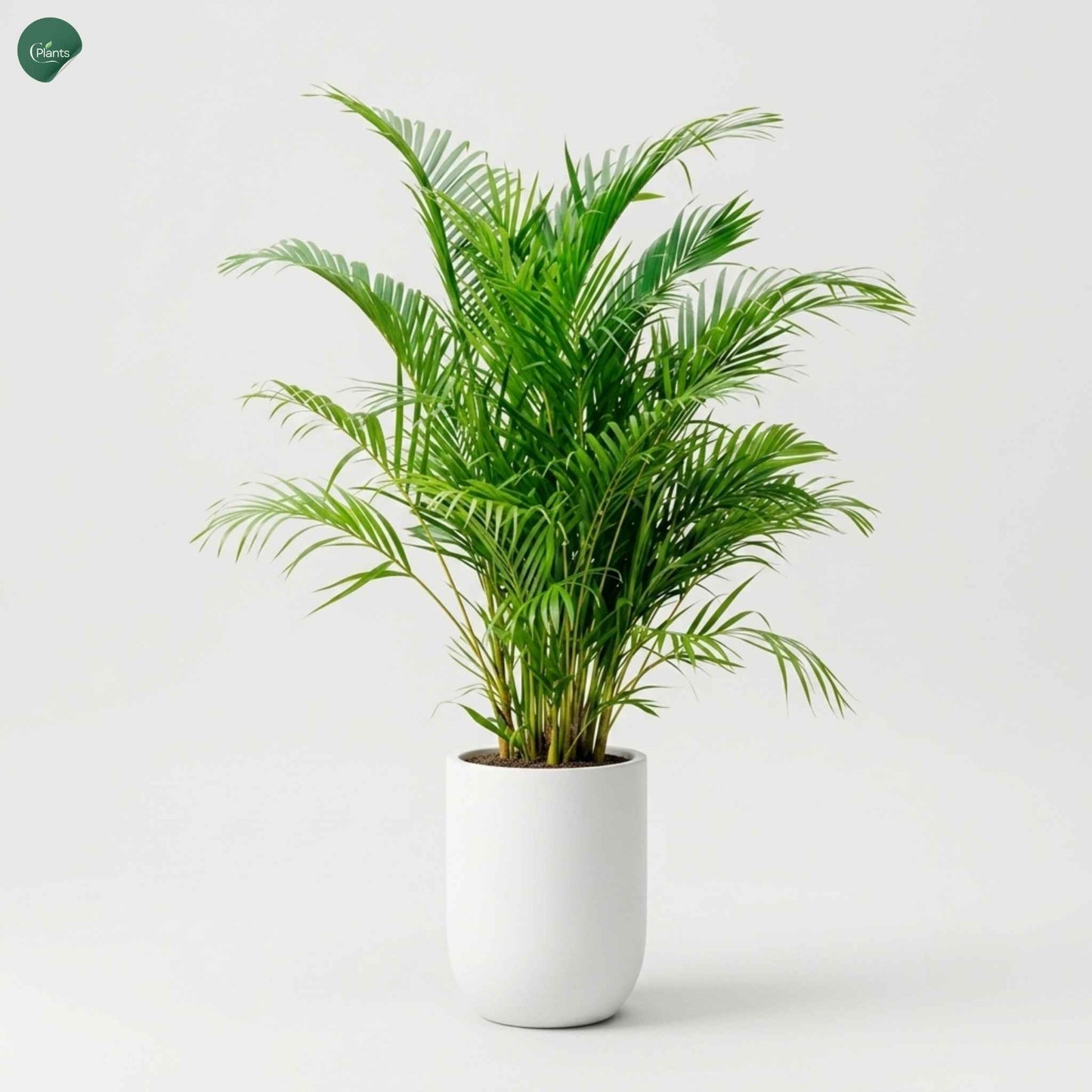 Areca Palm office indoor plant decoration Dubai