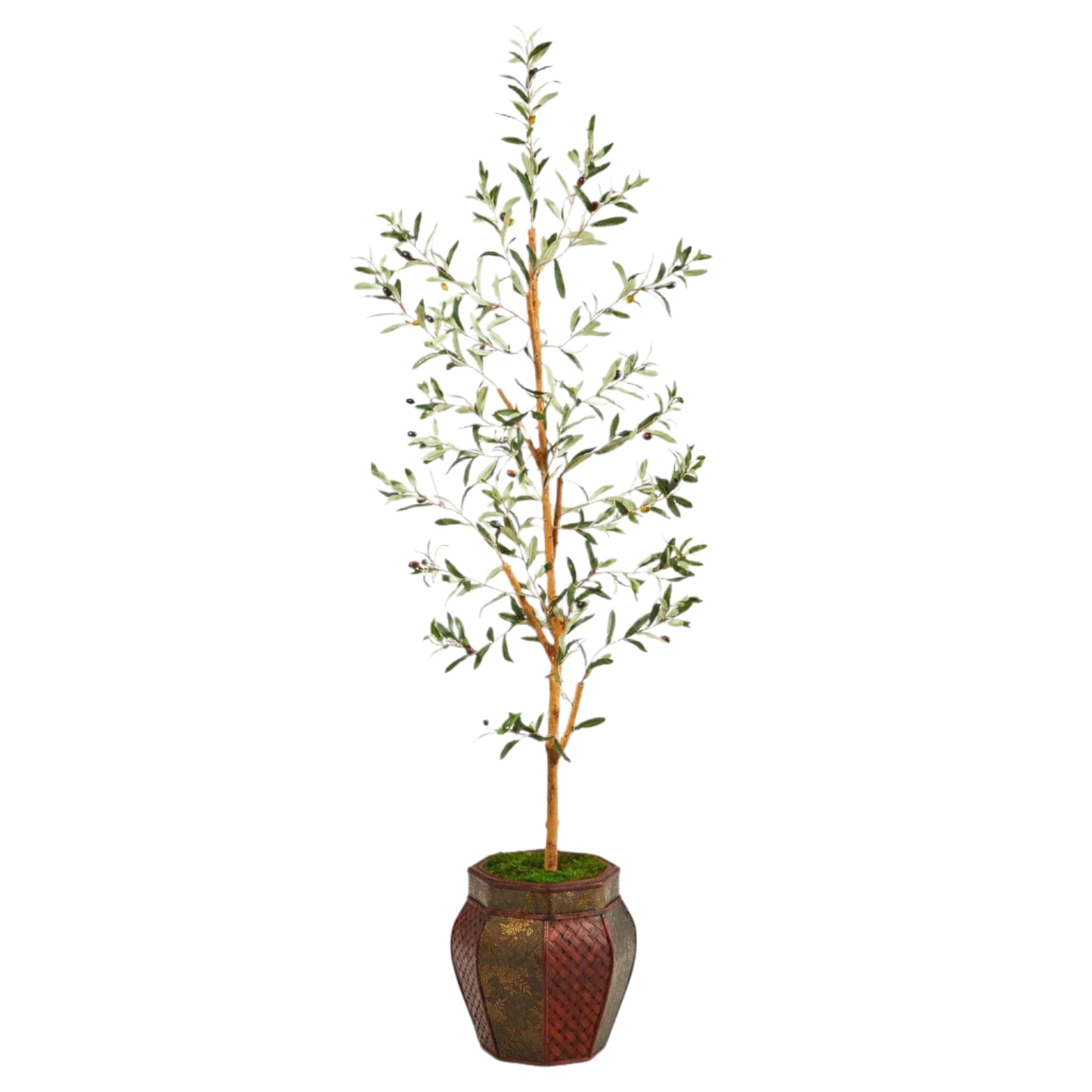Olive Tree
