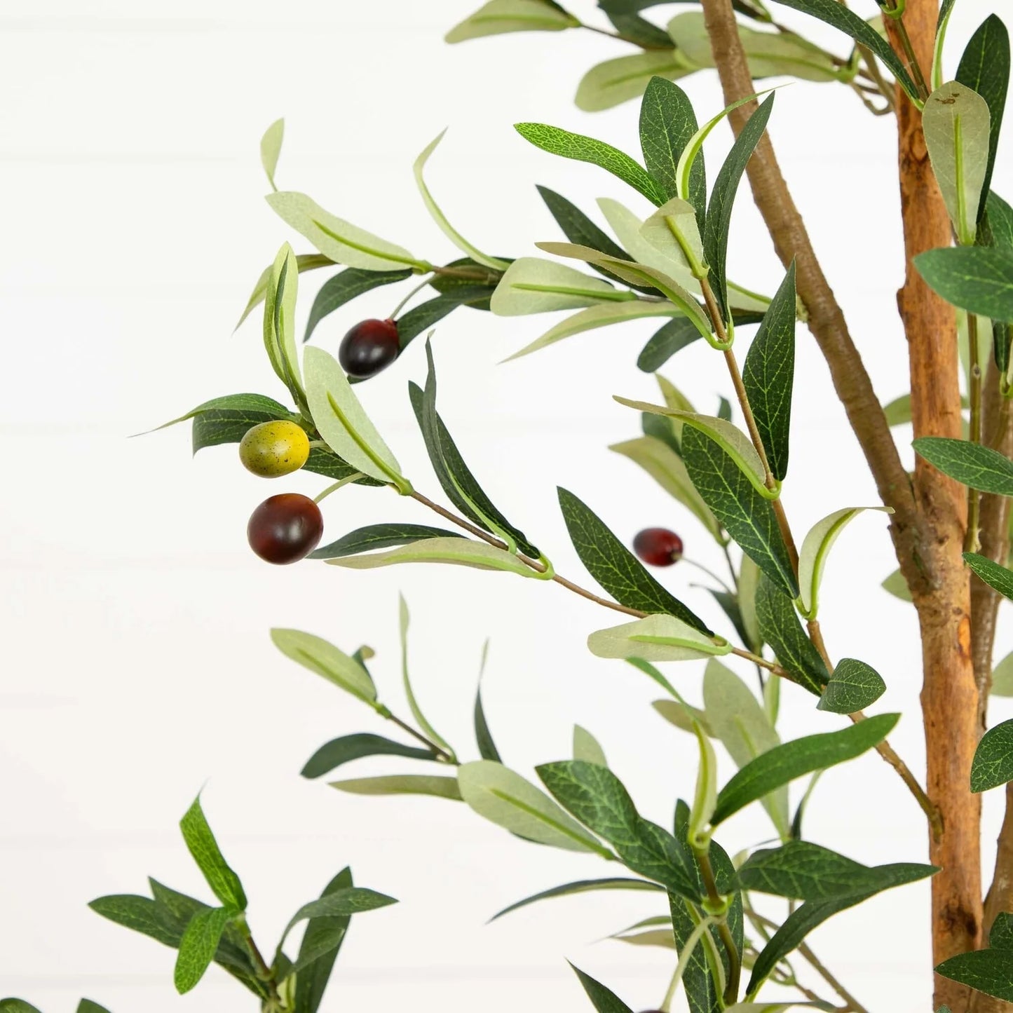 Olive Tree
