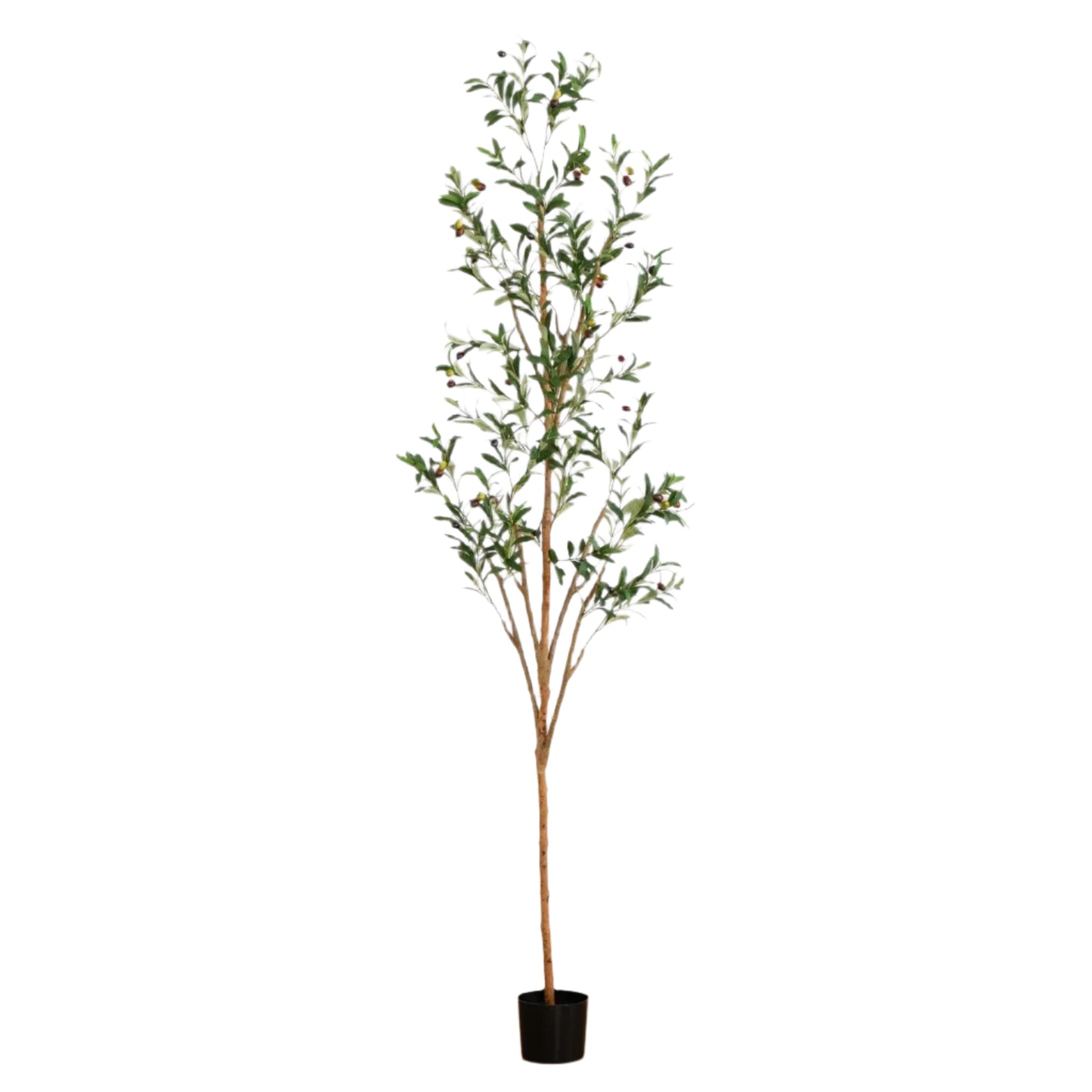 Olive Tree