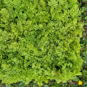 Artificial Moss