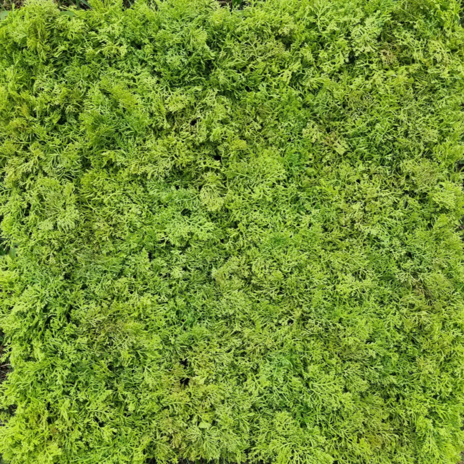 Artificial Moss