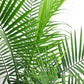Areca Palm