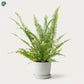 Healthy Boston Fern plant in a decorative pot 