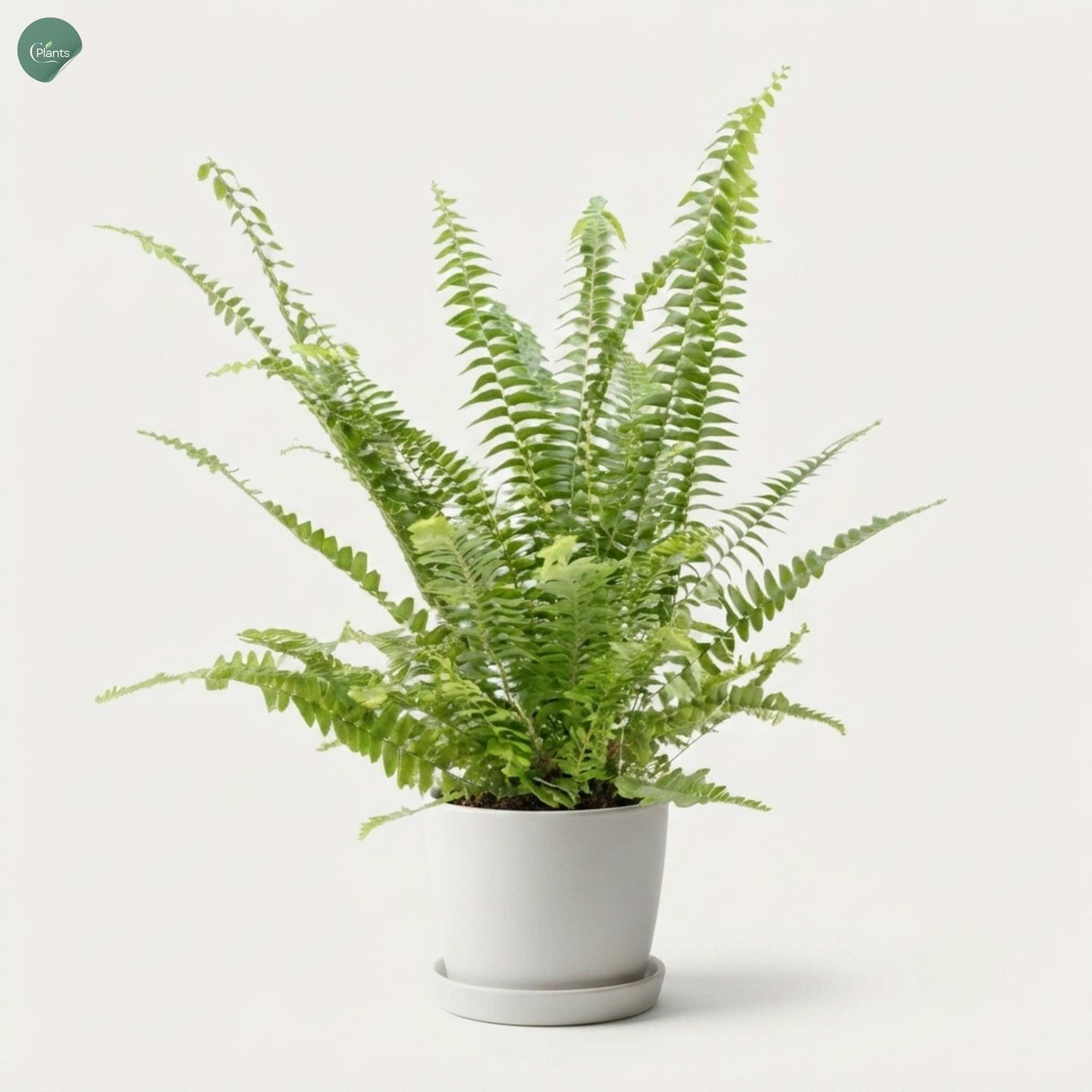Healthy Boston Fern plant in a decorative pot 