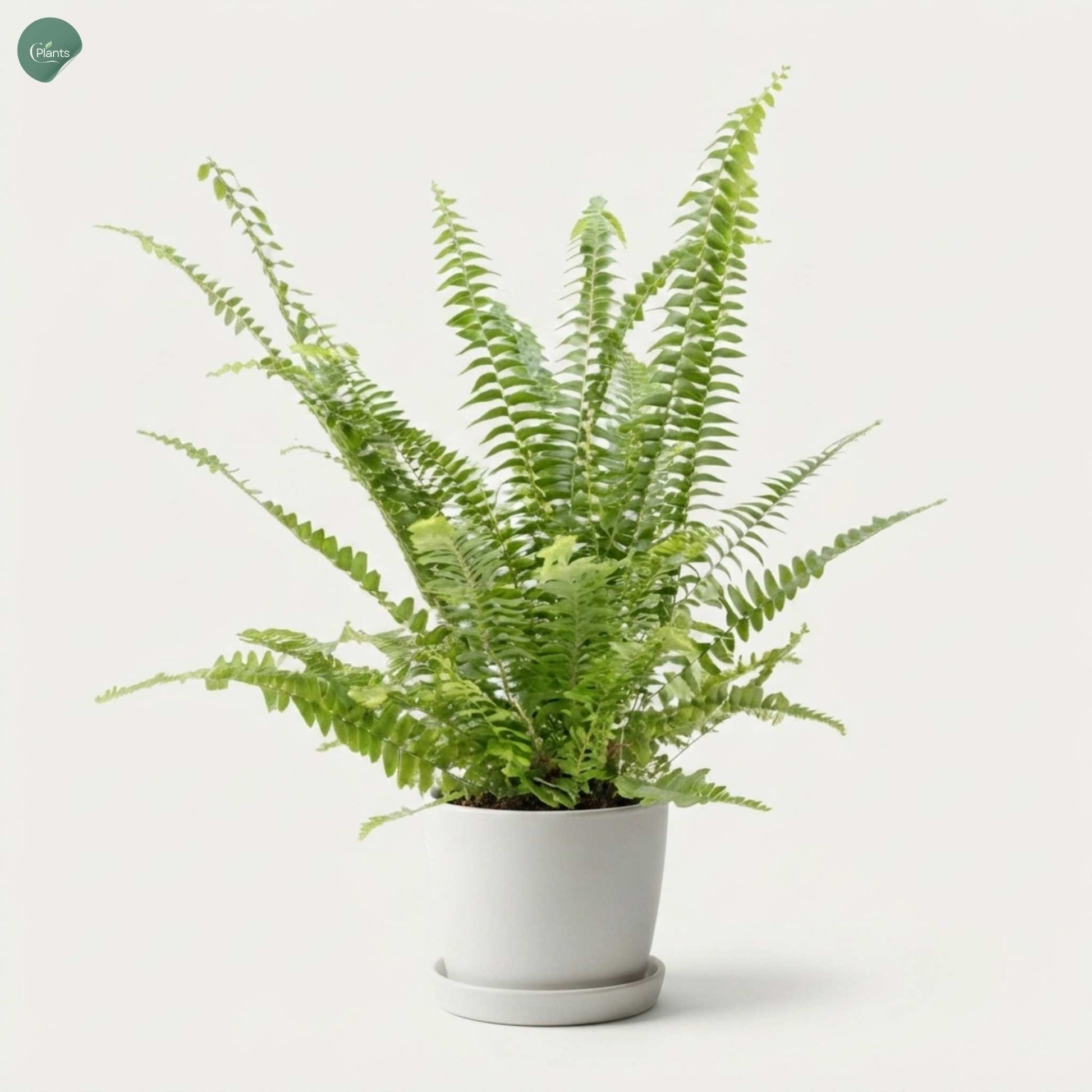 Healthy Boston Fern plant in a decorative pot 