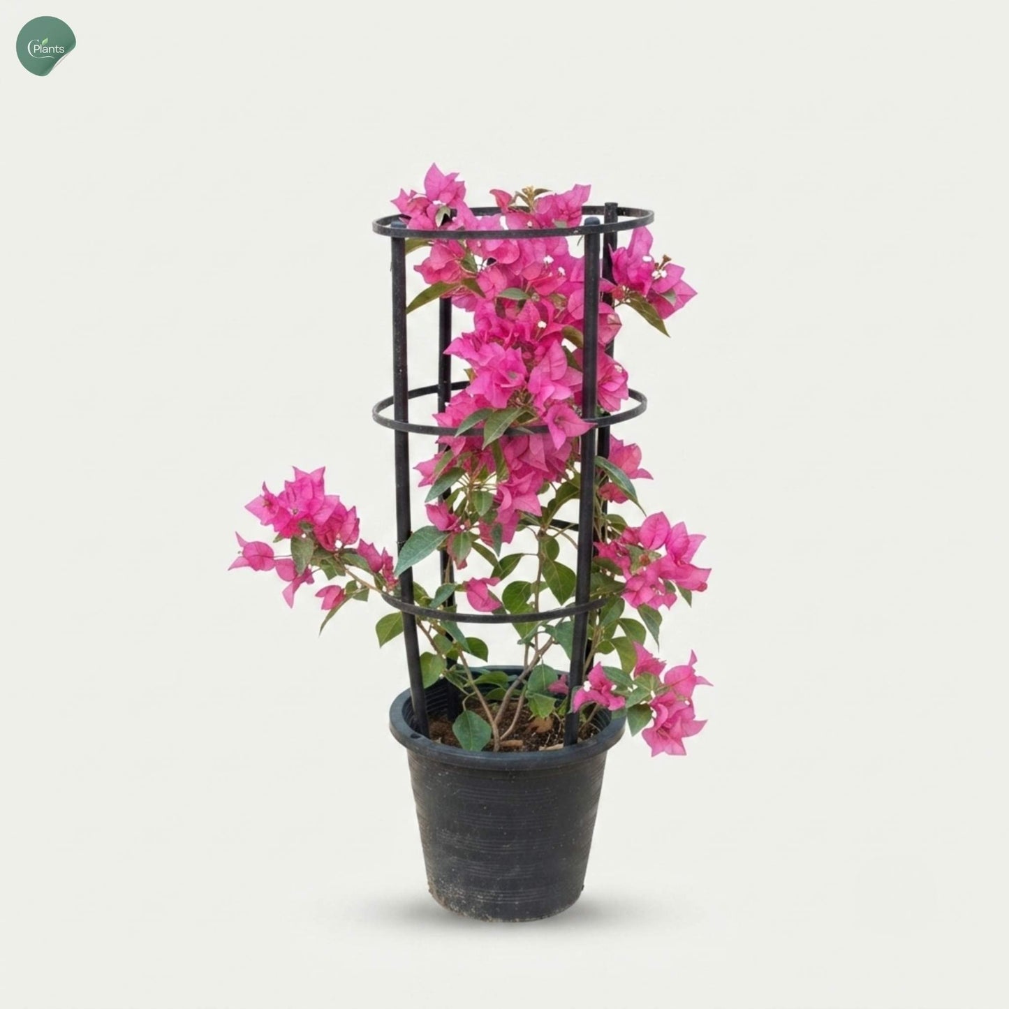 Bougainvillea Pink Four Stick outdoor flowering plant Dubai UAE