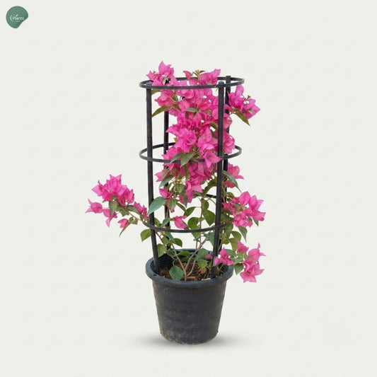 Bougainvillea Pink Four Stick outdoor flowering plant Dubai UAE