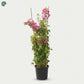 Bougainvillea Pink Four Stick garden plant Dubai