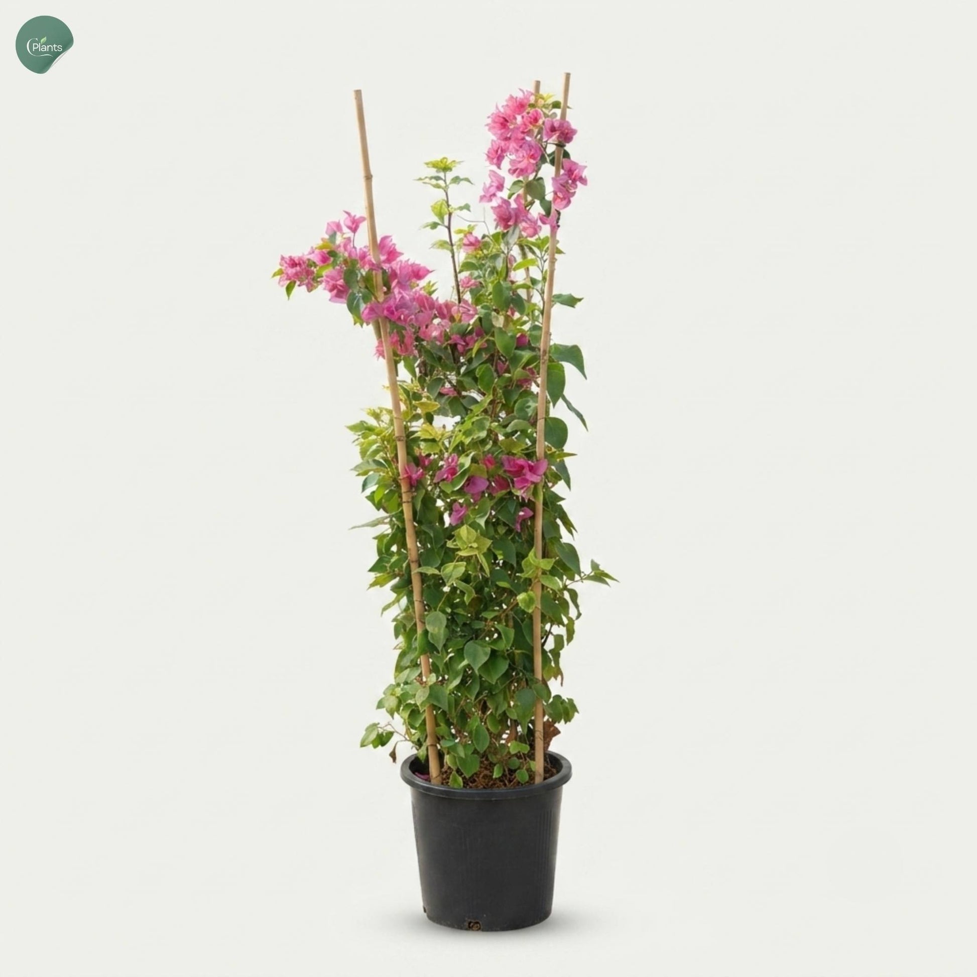 Bougainvillea Pink Four Stick garden plant Dubai